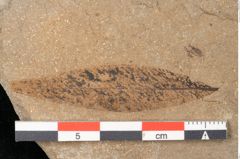 Foto (Detailansicht) von Plantae indet.  (NHMW-GEO-2024-0188-11412)